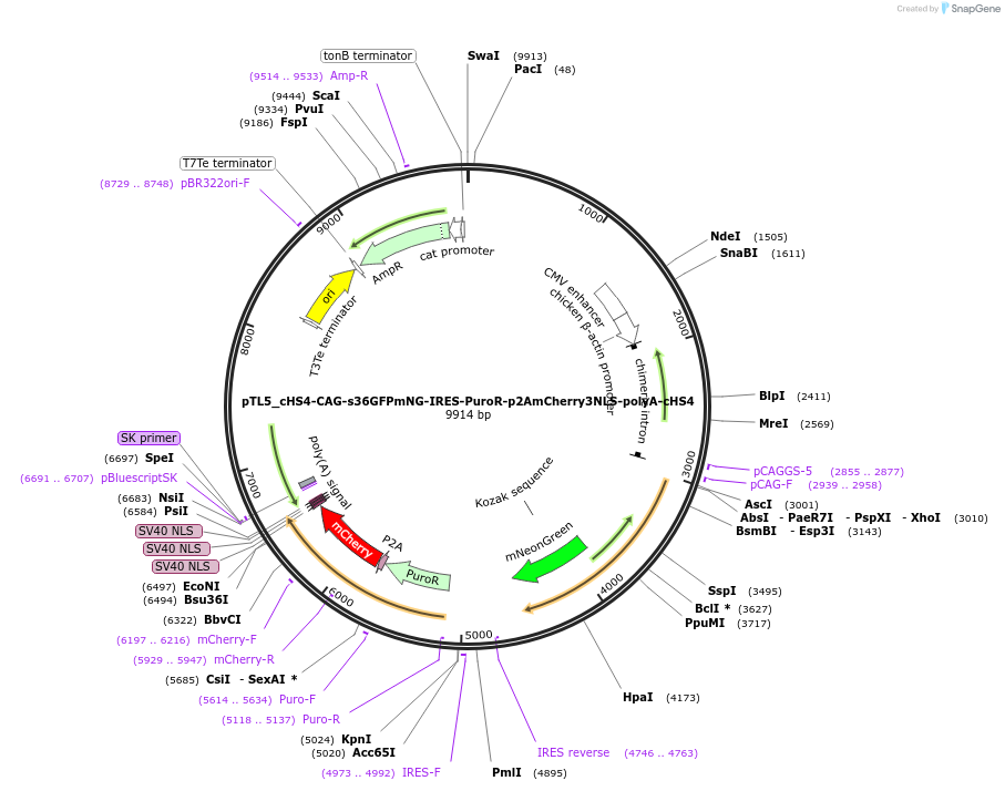 223540-plasmid-map-sequence-id-508850