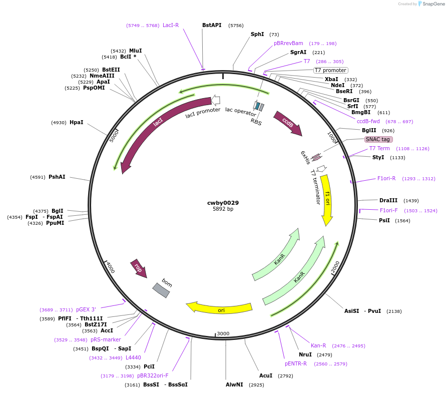247379-plasmid-map-sequence-id-508862
