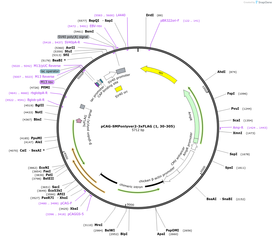 253954-plasmid-map-sequence-id-508899