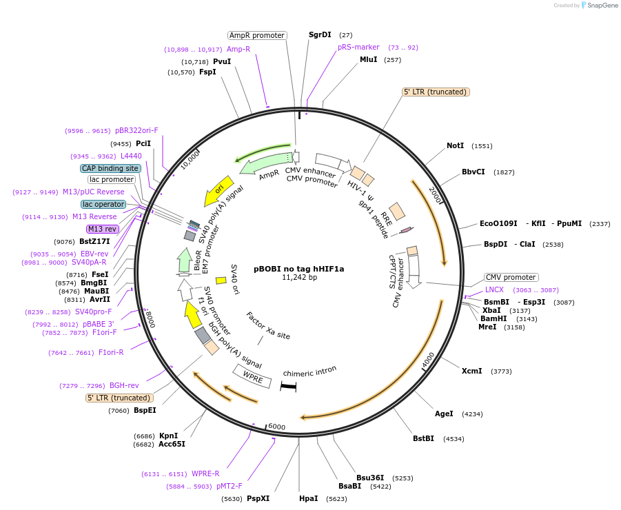 246213-plasmid-map-sequence-id-508908