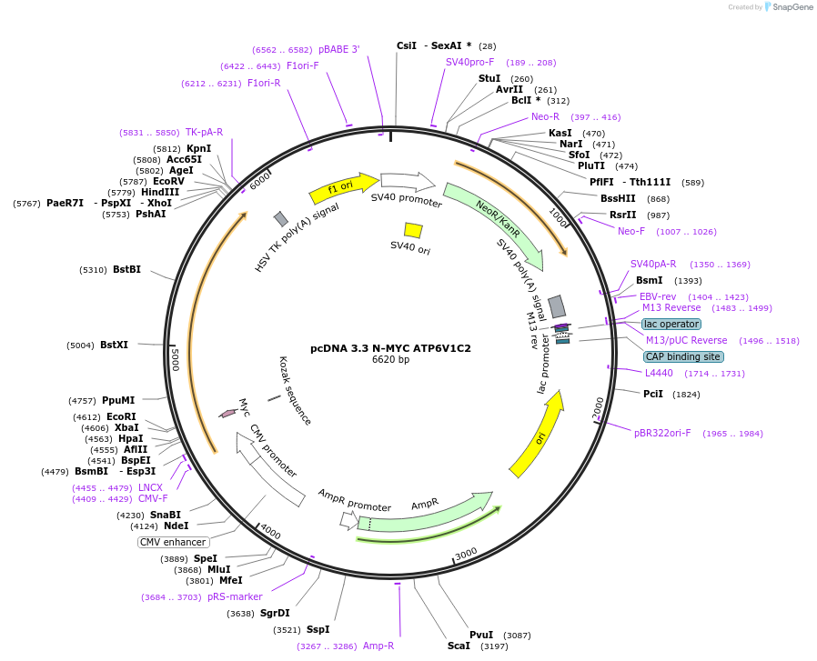 246132-plasmid-map-sequence-id-508913