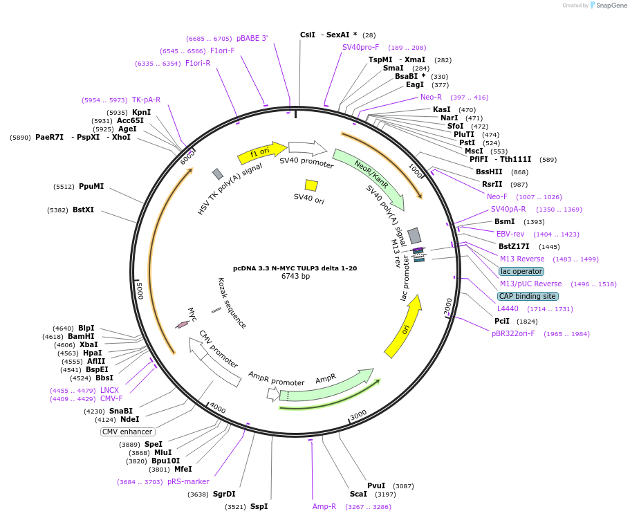 246186-plasmid-map-sequence-id-508916
