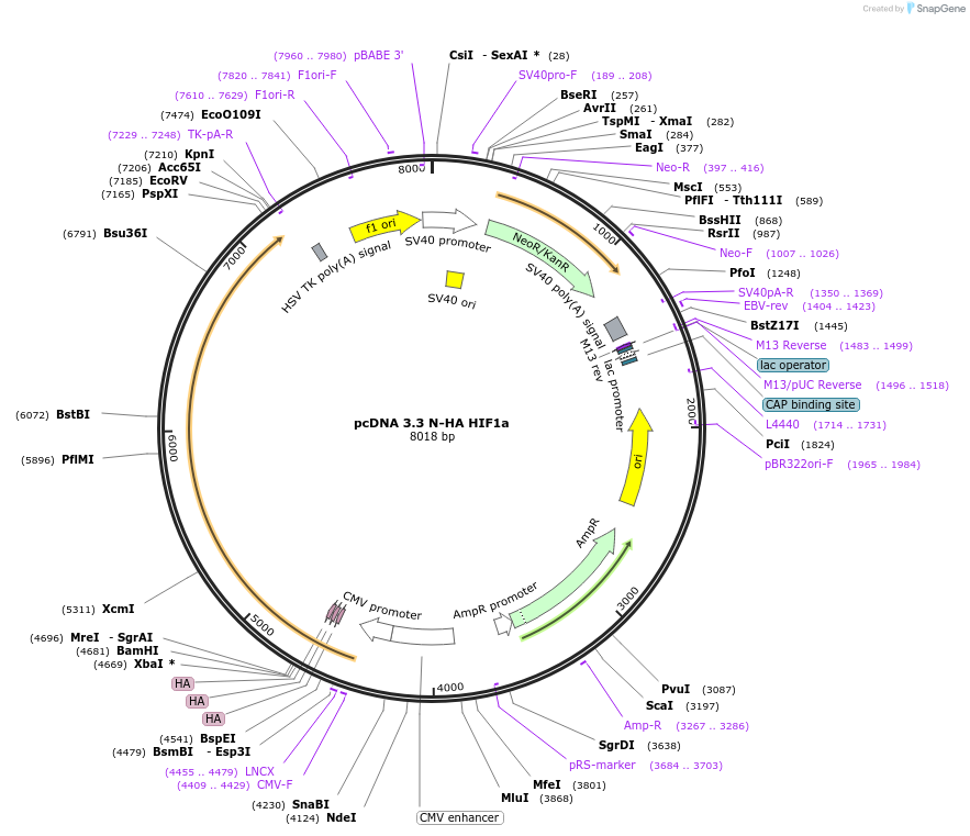 246214-plasmid-map-sequence-id-508934