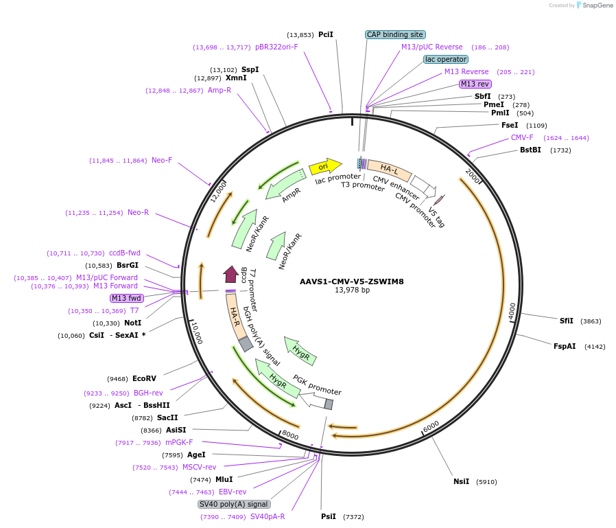 254997-plasmid-map-sequence-id-508950
