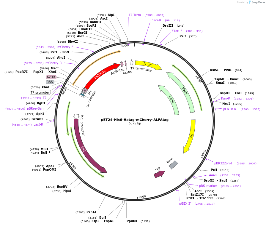 253055-plasmid-map-sequence-id-508952