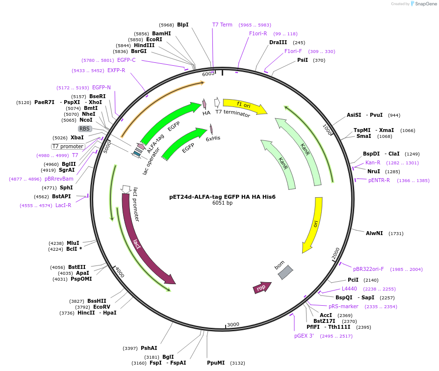 253056-plasmid-map-sequence-id-508953
