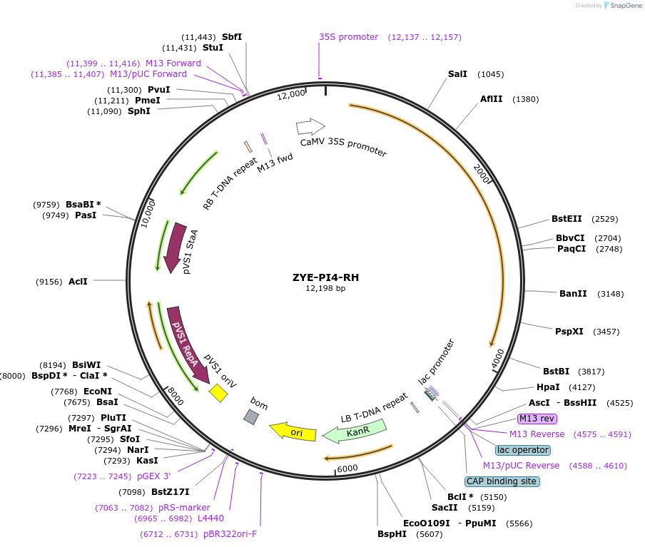 254916-plasmid-map-sequence-id-509013