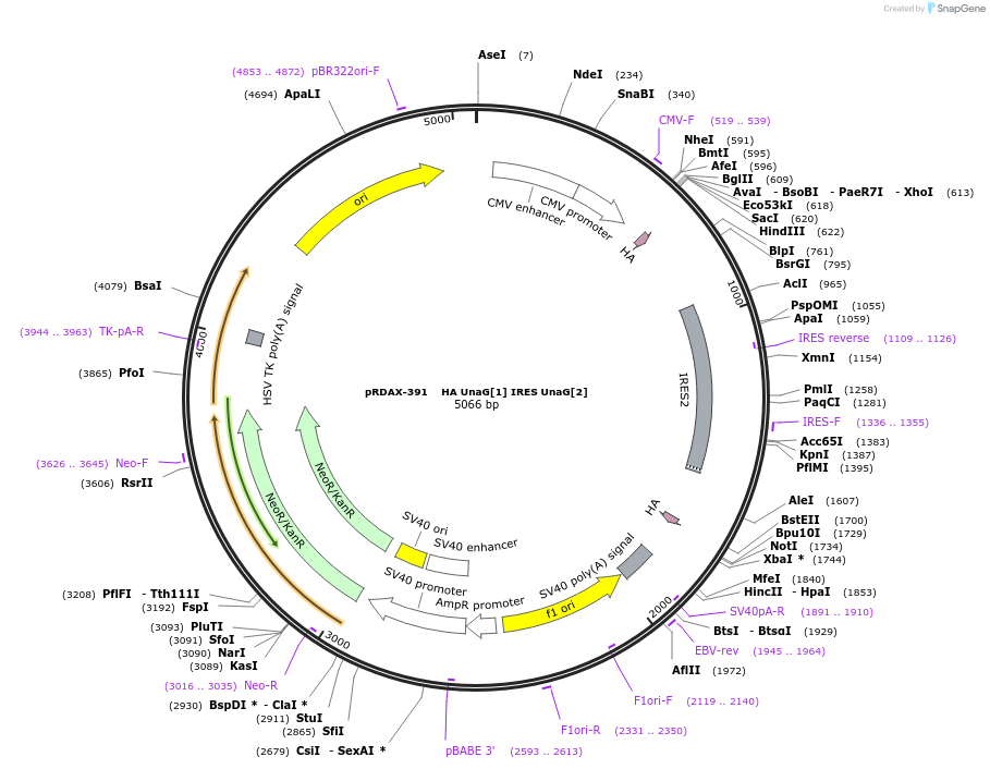 130139-plasmid-map-sequence-id-509027