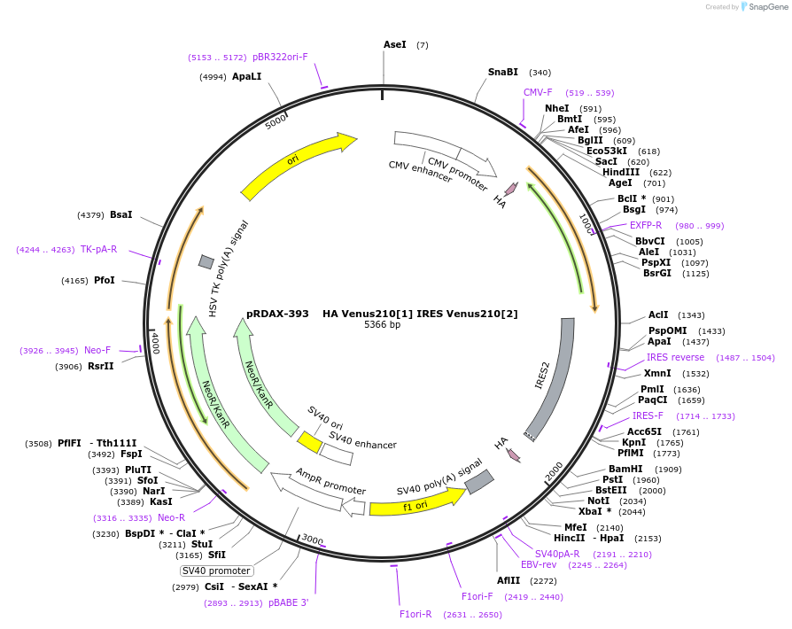 130141-plasmid-map-sequence-id-509028