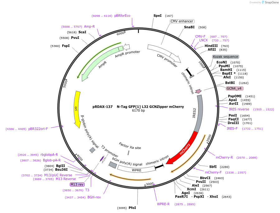 130071-plasmid-map-sequence-id-509035