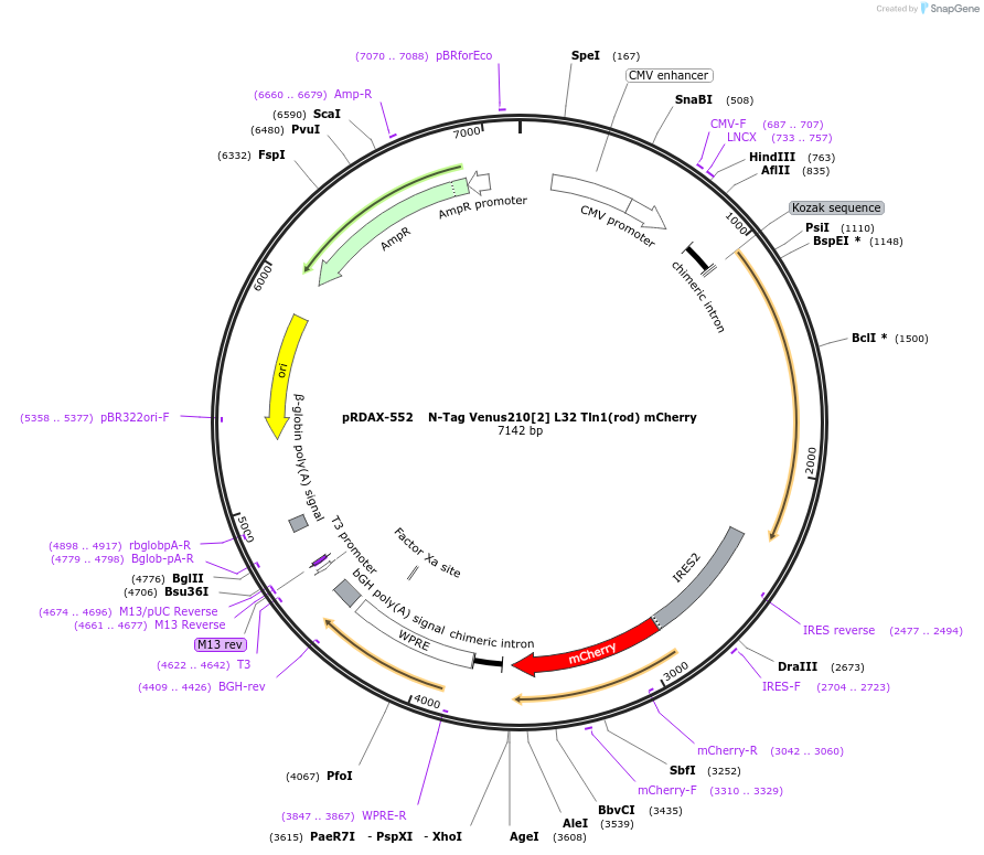 130031-plasmid-map-sequence-id-509137