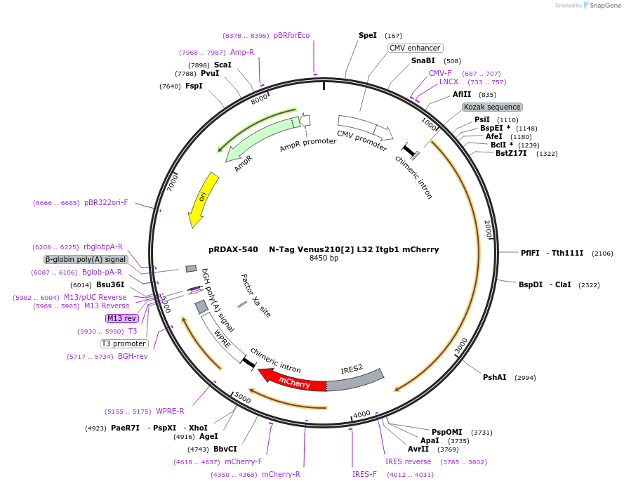 130019-plasmid-map-sequence-id-509190