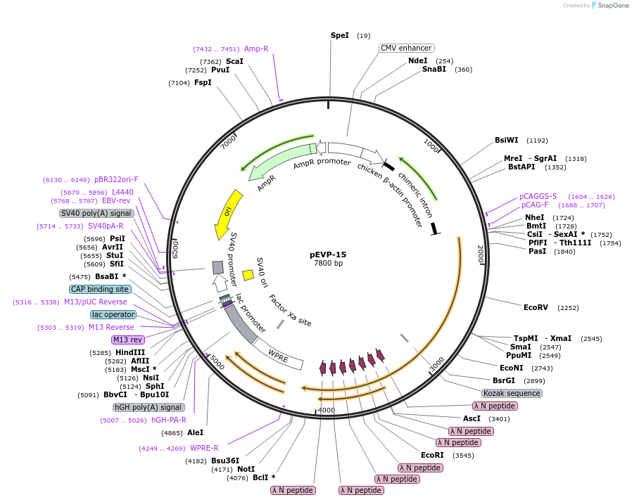 254819-plasmid-map-sequence-id-509392