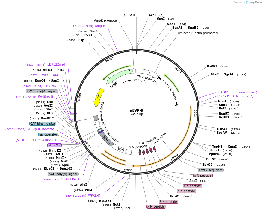 254821-plasmid-map-sequence-id-509395