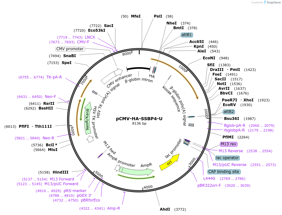 255445-plasmid-map-sequence-id-509433