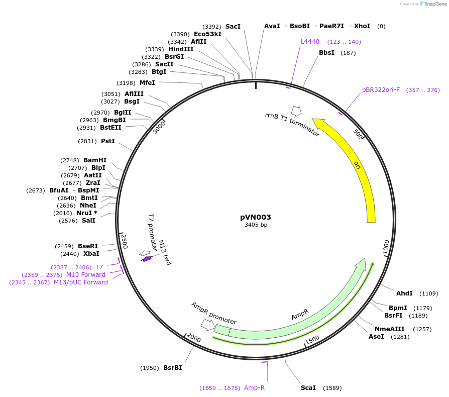 254594-plasmid-map-sequence-id-509437