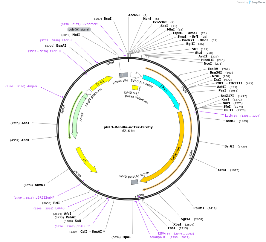 254994-plasmid-map-sequence-id-509443