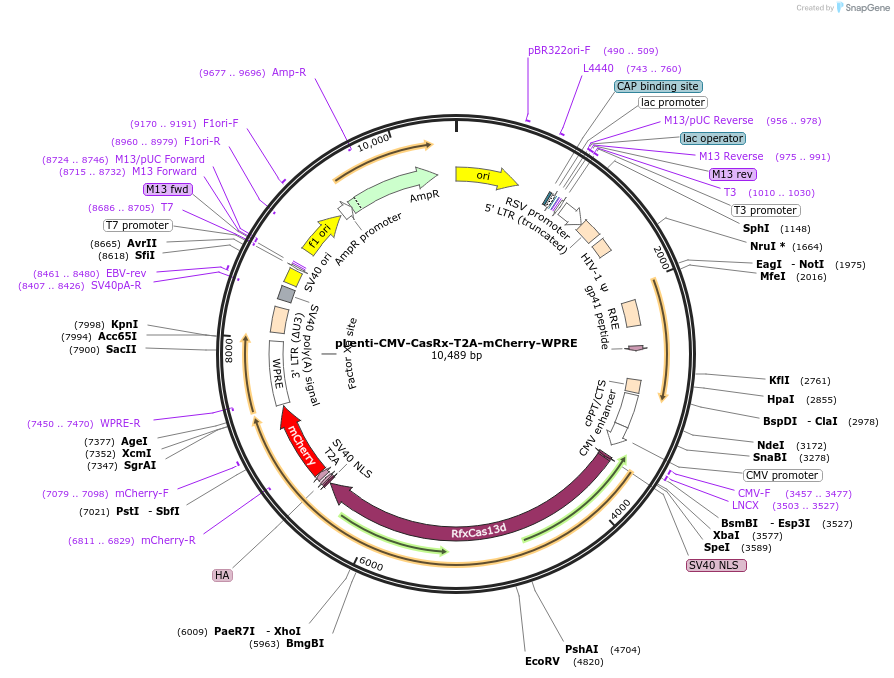 255033-plasmid-map-sequence-id-509448