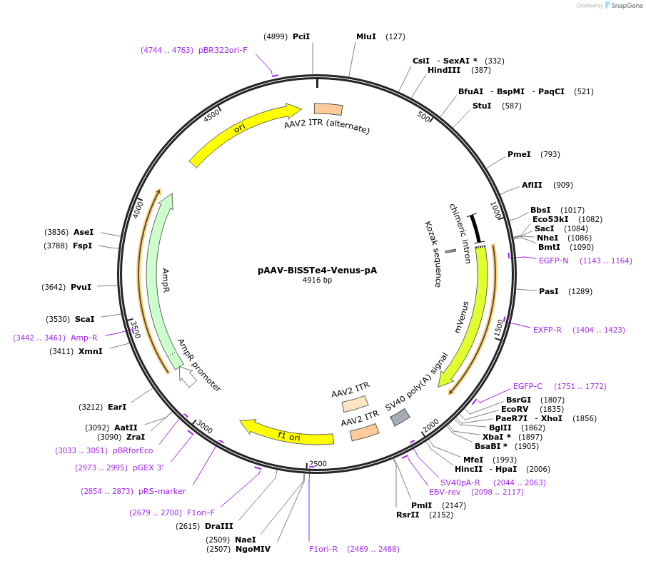255029-plasmid-map-sequence-id-509453