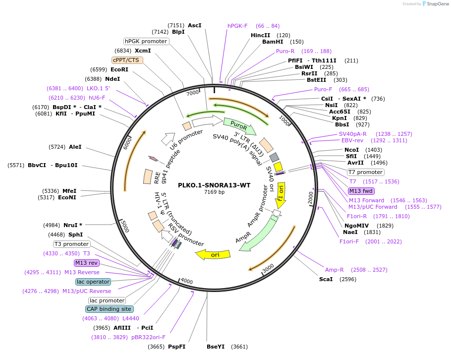 255003-plasmid-map-sequence-id-509459