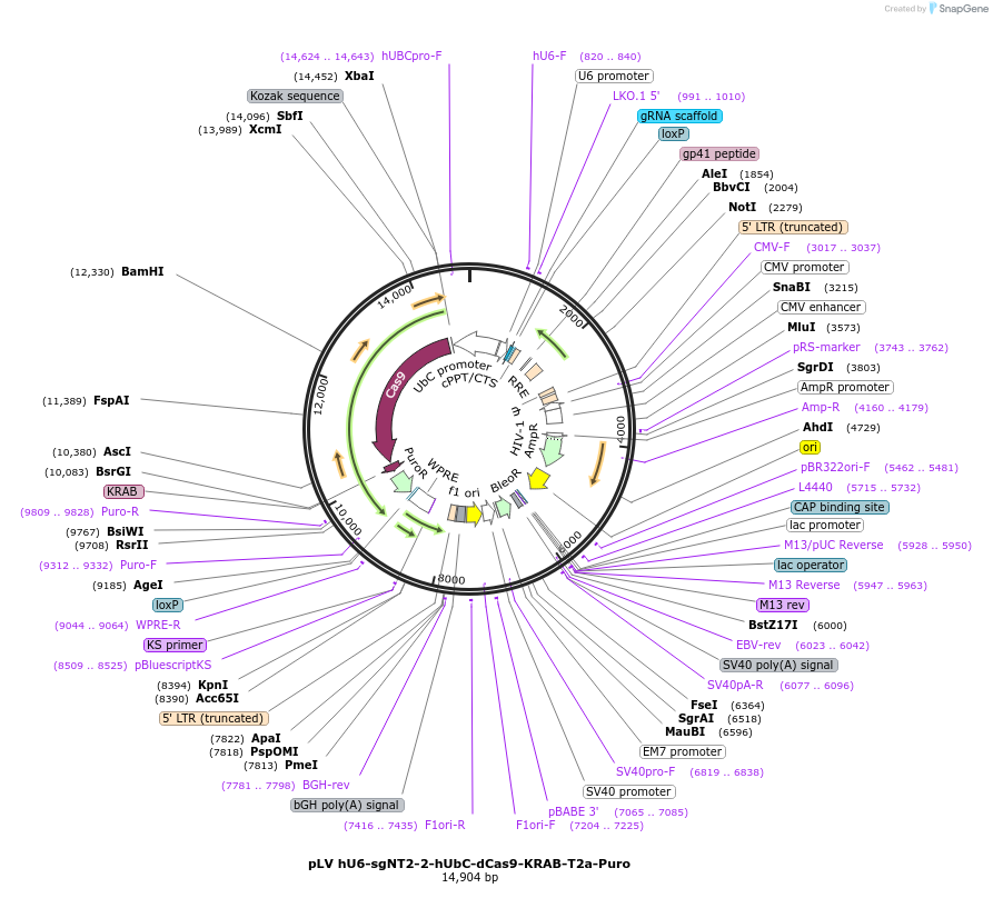 255340-plasmid-map-sequence-id-509465