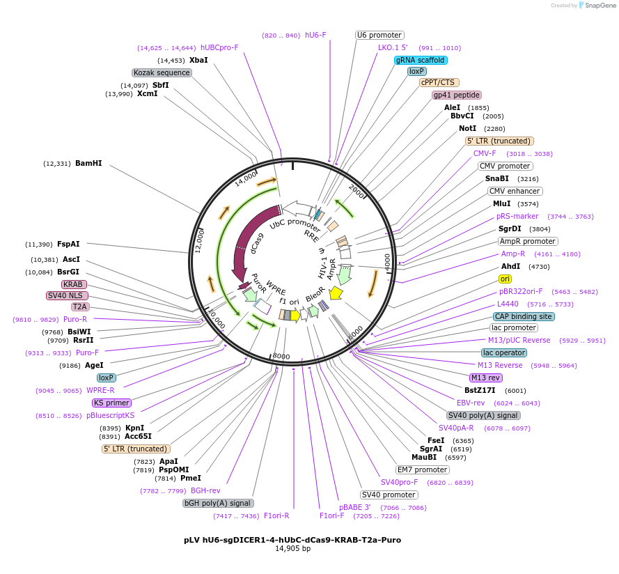 255345-plasmid-map-sequence-id-509466