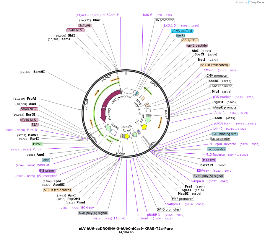 255342-plasmid-map-sequence-id-509467