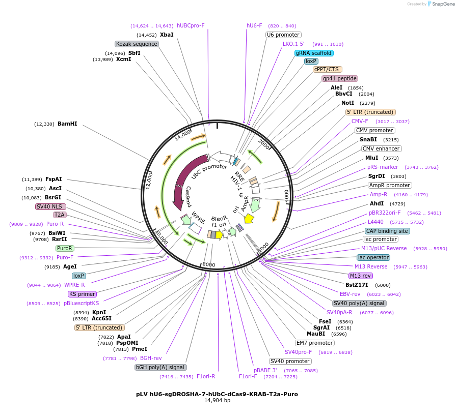 255343-plasmid-map-sequence-id-509468