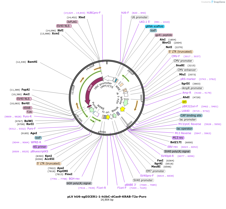 255344-plasmid-map-sequence-id-509469