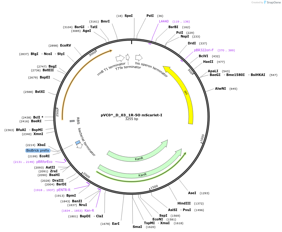 250040-plasmid-map-sequence-id-509472