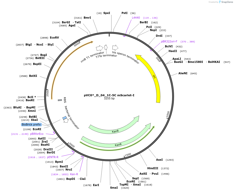250041-plasmid-map-sequence-id-509473