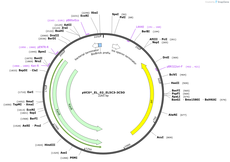 250035-plasmid-map-sequence-id-509477
