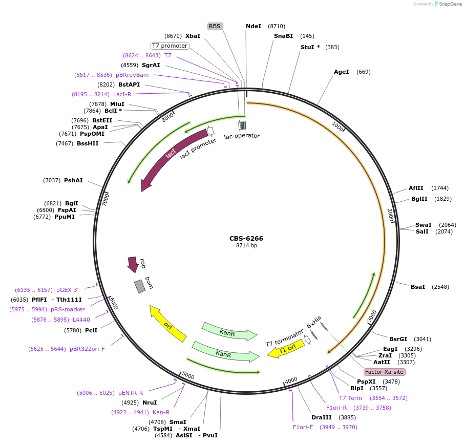 253636-plasmid-map-sequence-id-509479