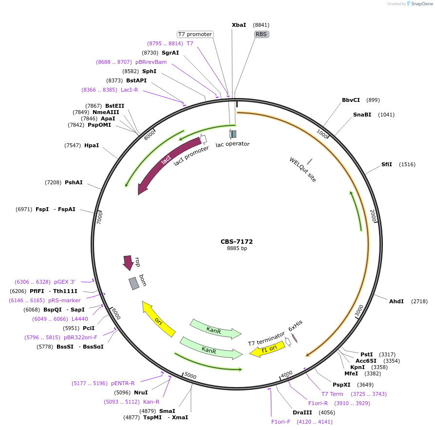 253637-plasmid-map-sequence-id-509480
