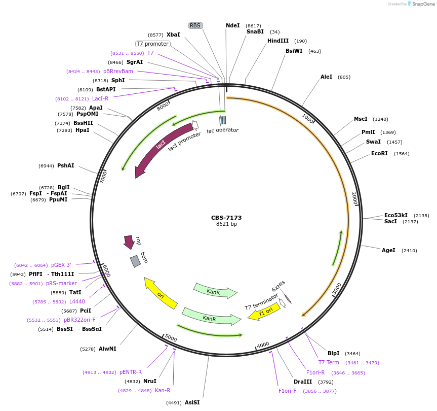 253638-plasmid-map-sequence-id-509482