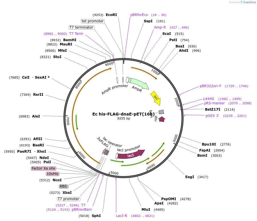 255906-plasmid-map-sequence-id-509499