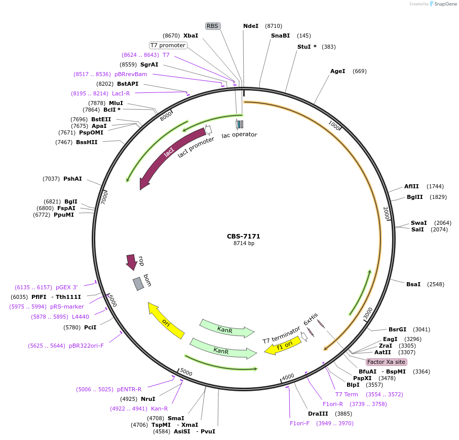 253635-plasmid-map-sequence-id-509501