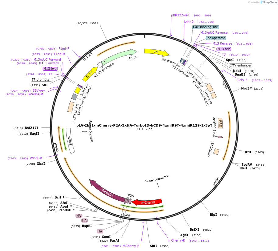 255758-plasmid-map-sequence-id-509510