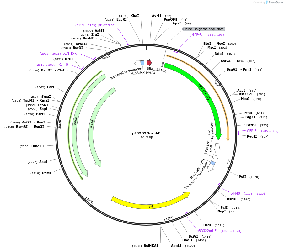 66063-plasmid-map-sequence-id-509525