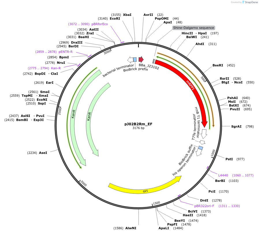 66066-plasmid-map-sequence-id-509527