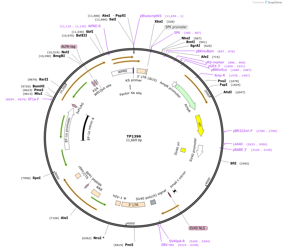 254447-plasmid-map-sequence-id-509533