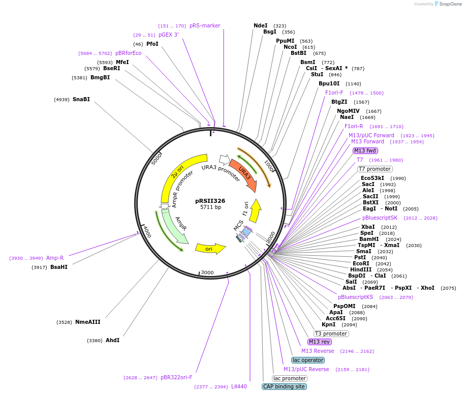 35469-plasmid-map-sequence-id-50969