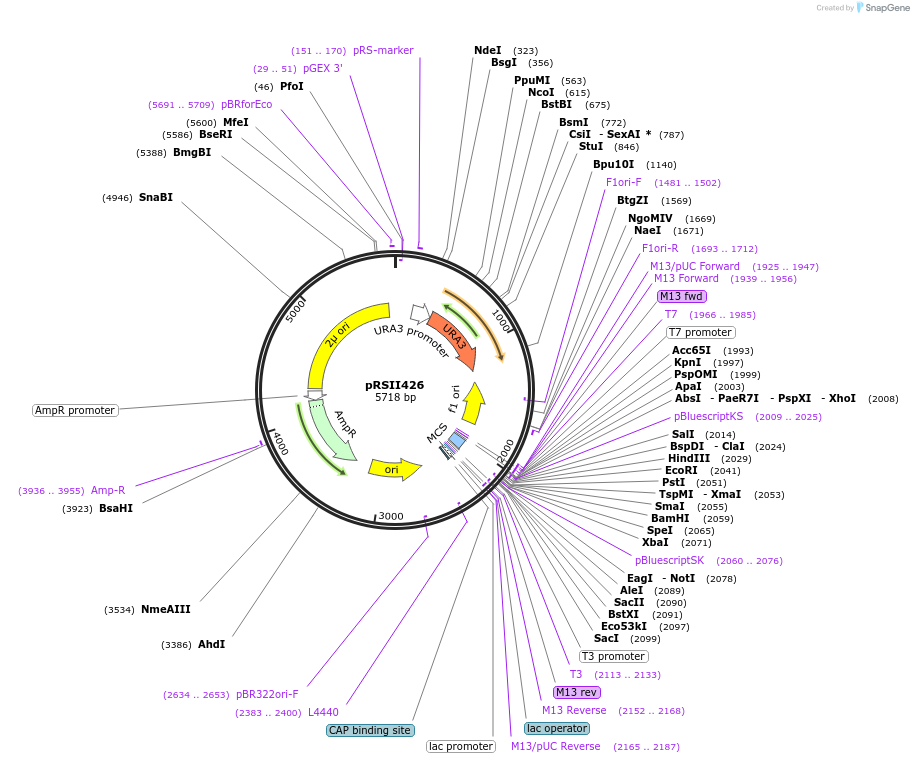 35470-plasmid-map-sequence-id-50970