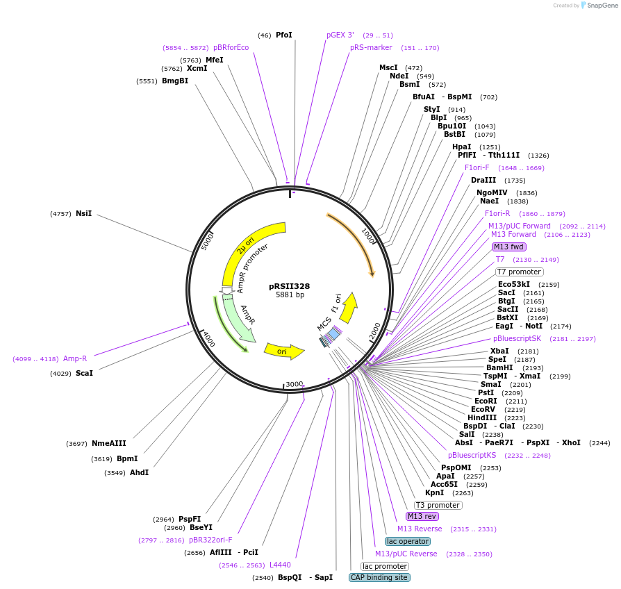 35471-plasmid-map-sequence-id-50971