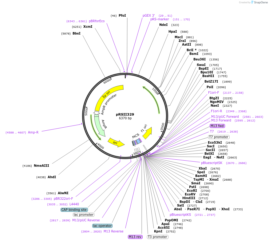 35473-plasmid-map-sequence-id-50974