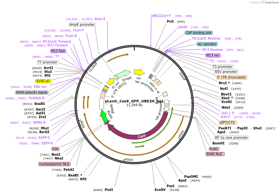 254542-plasmid-map-sequence-id-509741