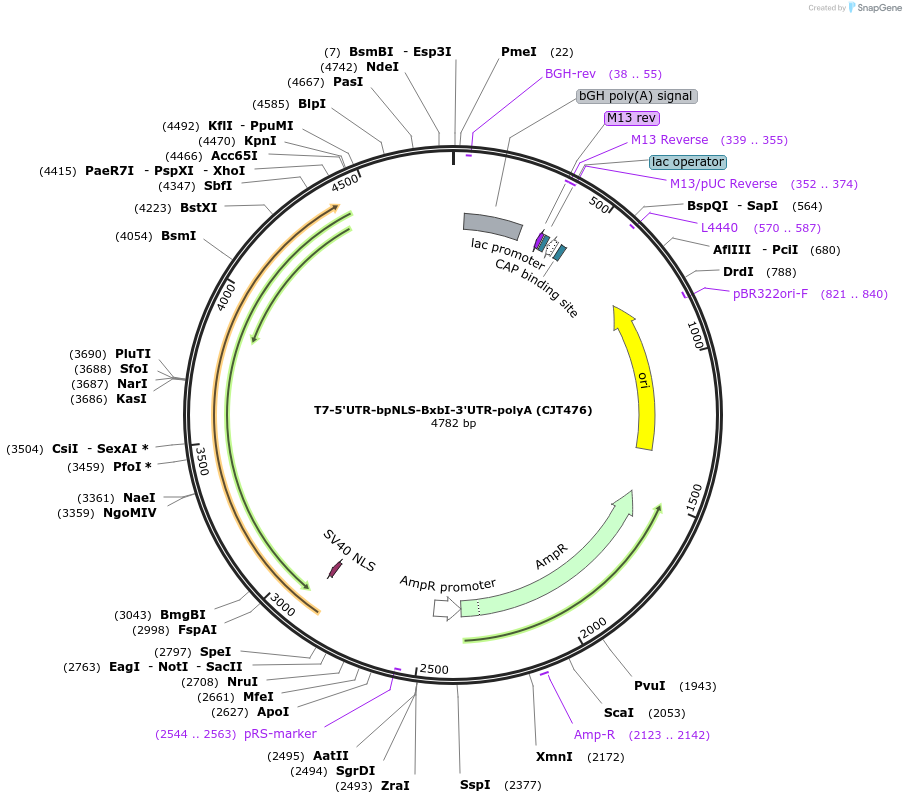 248216-plasmid-map-sequence-id-509835
