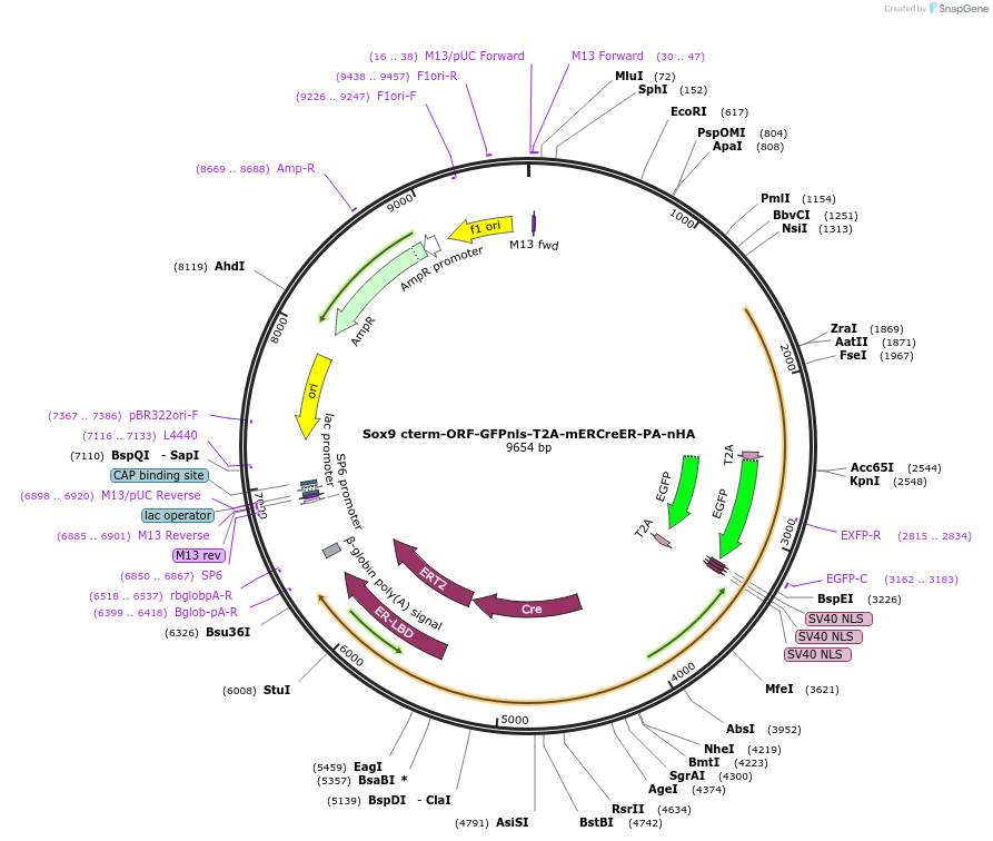 256056-plasmid-map-sequence-id-509837