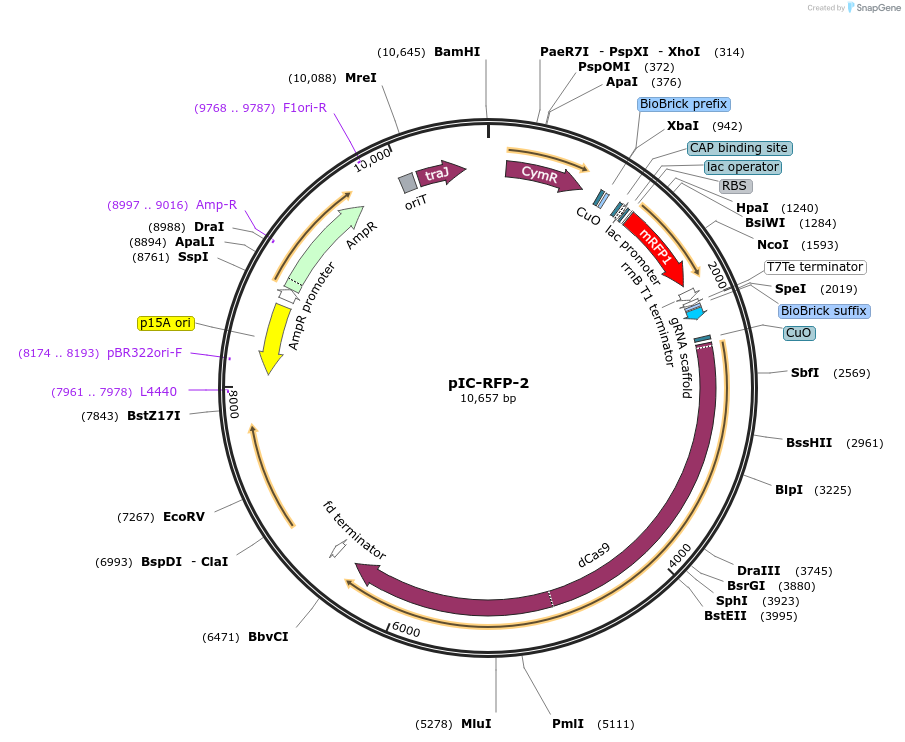 254929-plasmid-map-sequence-id-509838