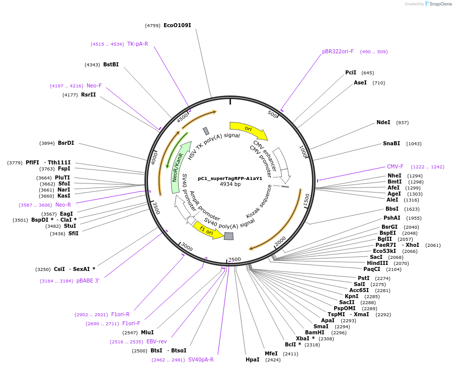 255800-plasmid-map-sequence-id-509847